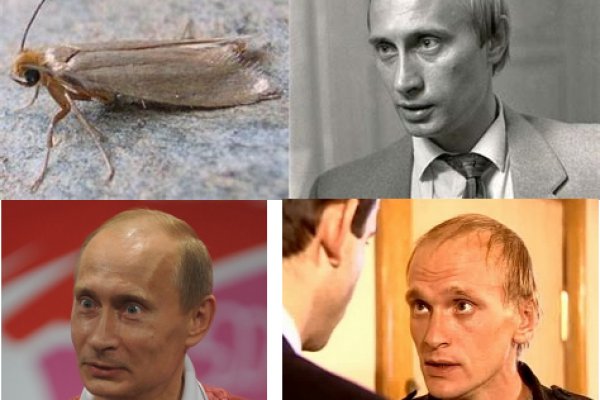 Kraken как найти ссылку