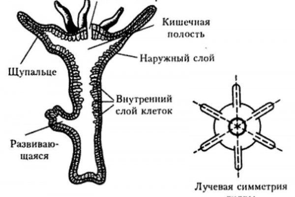 Активная ссылка на кракен